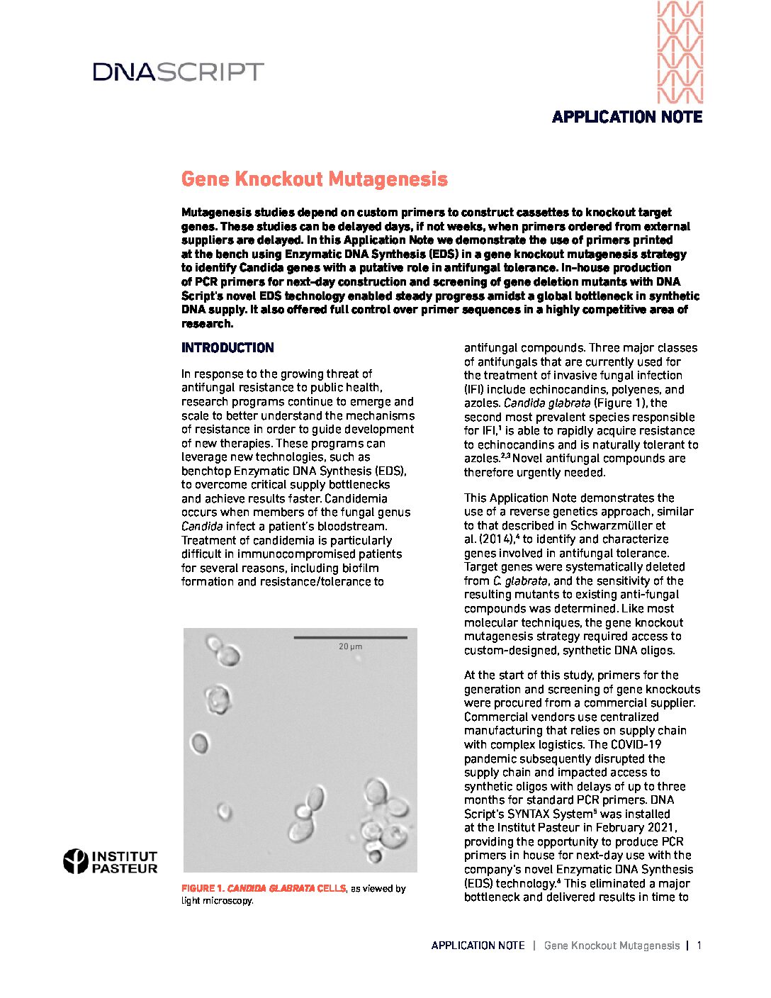 Gene Knockout Mutagenesis Application Note