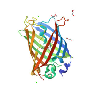 EGFP model from PDB 4EUL